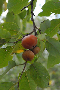 persimmons