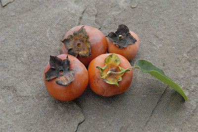 persimmons