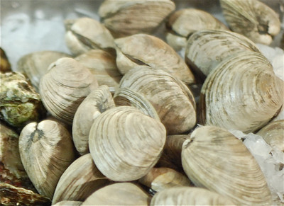 littleneck clams