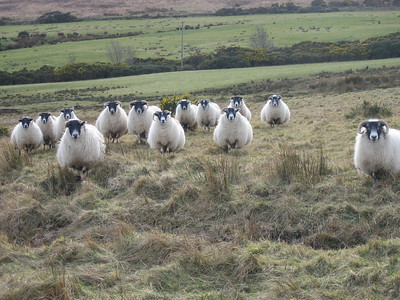 Sinister sheep