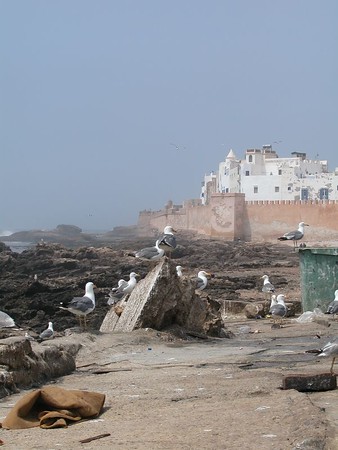 Ramparts and seagulls of Essaouira