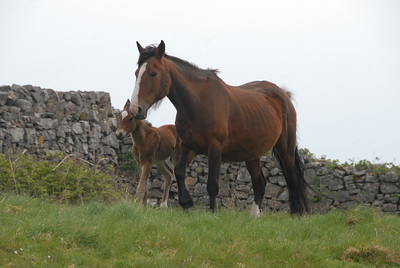 Horse and foal on our hike to Dun Aenghus