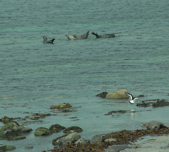 Seals sunbathing on Inishmore, Aran Islands