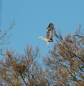 Heron coming in for a landing outside our room at the Maltings