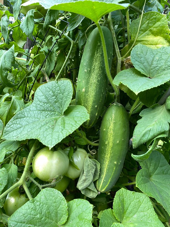 cucumbers and tomatoes on the vine
