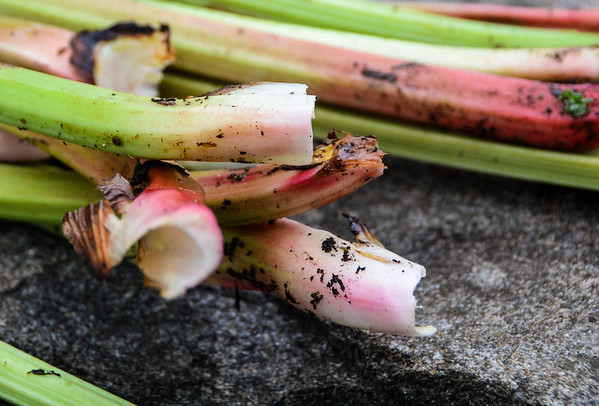 rhubarb