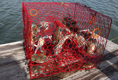 crab trap