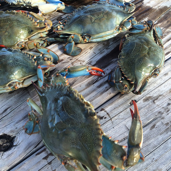 Live blue crabs