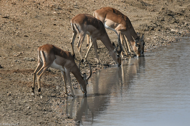 Four impala at a watering hole in Kruger National Park