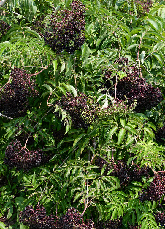 Ripe elderberries