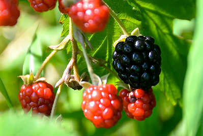 BLACKBERRIES