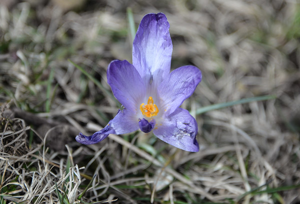 crocus in the grass