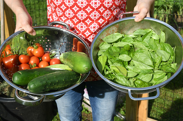 fresh cucumbers and basil from the garden
