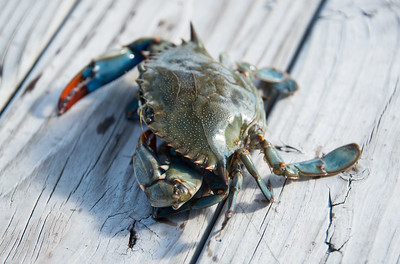 blue crab