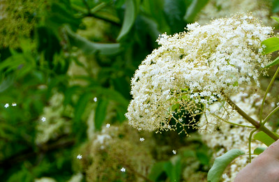 ELDERFLOWERS