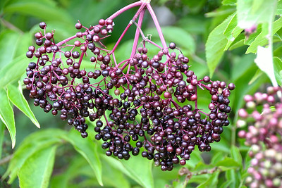 ELDERBERRIES